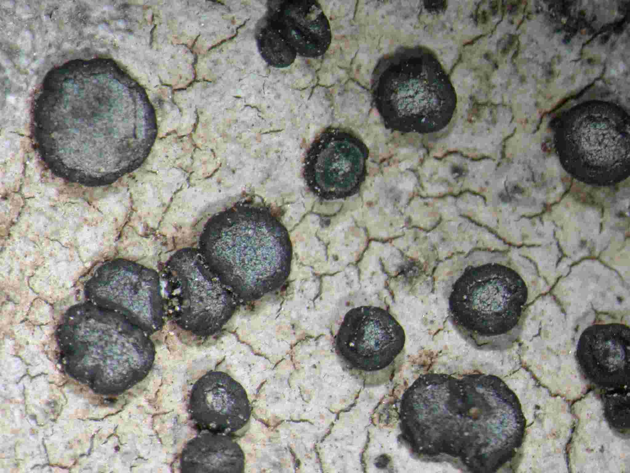 [Porpidia albocaerulescens]